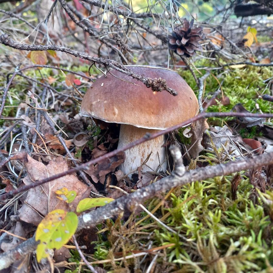 Ma Cabane Au Bord Du Lac Neuvic  Dış mekan fotoğraf